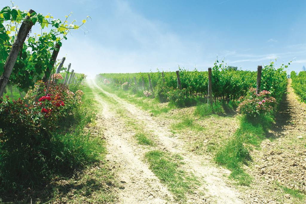 Roccafiore Wine Resort & Spa Todi Bagian luar foto